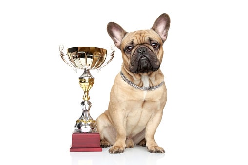 Dog with Trophy