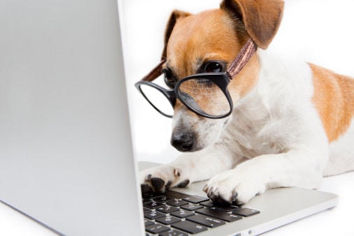 Dog with computer researching testimonials