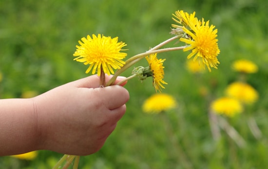 Take My Flowers